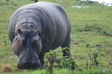 hippopotamus Gazing