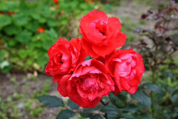 Four red rose is blooming in summer season after the raining