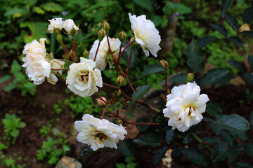 Beautiful white color rose blooming in the local village of Nepal
