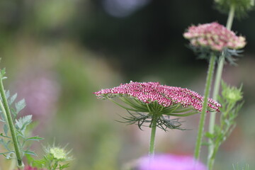 太陽の光の下のブラックレースフラワーという名前の花
A flower named Black Lace Flower under the sunshine.