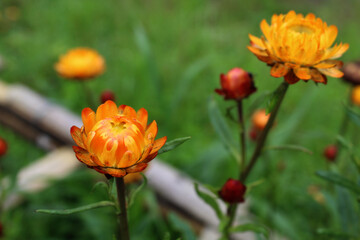 A couple of dandelion flower blooming in the garden