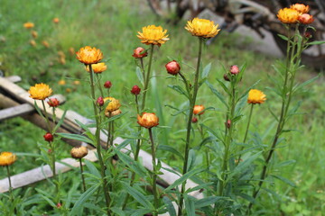 Amazing dandelion flowers are blooming in the garden of local village