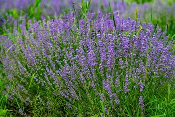 Beautiful fragrant lavender flowers in the middle of the green plain