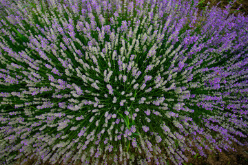 Beautiful fragrant lavender flowers in the middle of the green plain