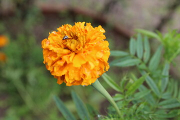 Beautiful marigold flower blooming in yellow color in summer season