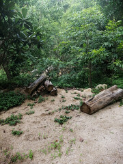 wooden bridge in forest