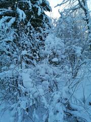 snow covered trees