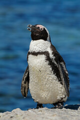 An African penguin (Spheniscus demersus) on coastal rocks, Western Cape, South Africa.