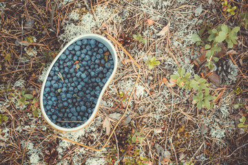 Fresh blueberries hand picked on swamp in an army bowler hat.
