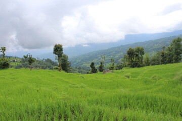 Fototapeta na wymiar Beautiful rice farm located in Bhojpur Nepal in front of cloudy sky