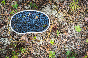 Fresh blueberries hand picked on swamp in an army bowler hat.