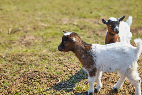 Brown and white baby goats in the open air. Domestic pygmy goats on the farm.