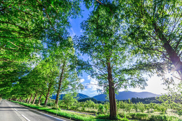 秋空とメタセコイア並木道を訪ねて