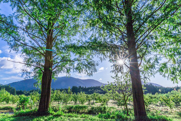 秋空とメタセコイア並木道を訪ねて