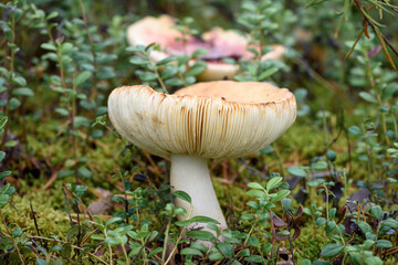 Russula mushroom with brittle hat grows on moss in pine forest on summer day.
