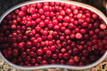 Ripe lingonberries collected in an army bowler hat in the forest.