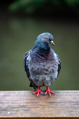 Pigeon on a wooden beam 4