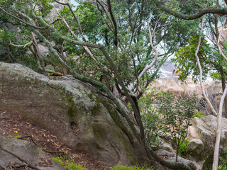 Rocks And Trees On A Cliff