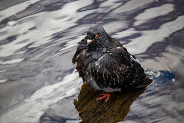 Wet pigeon resting on a rock in a stream