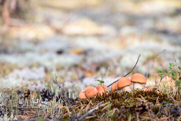 Group of edible boletus edulis with red hat grows on white moss on summer day in the forest.