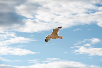 flying seagull against the sky