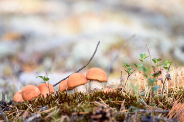 Group of edible boletus edulis with red hat grows on white moss on summer day in the forest.