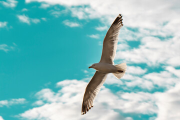 flying seagull against the sky