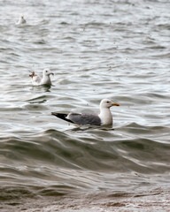 seagulls floating on the water