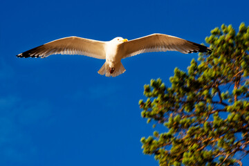 seagull flies against the blue sky and green tree