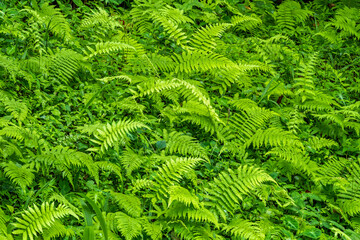Group of wild green fern growing in the forest
