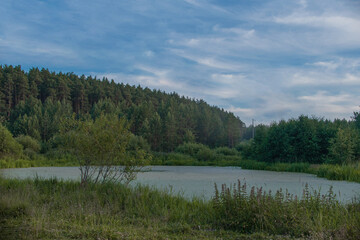 Swampy lake in the forest on a meadow in summer
