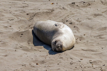 Northern Elephant Seal (Mirounga angustirostris) at hauling-out, Piedras Blancas, California, USA