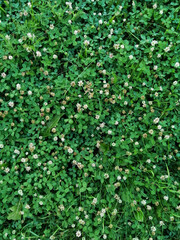 background of green clover leaves