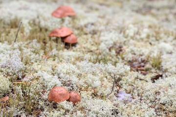 Group of edible boletus edulis with red hat grows on white moss on summer day in the forest.