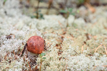 Edible mushroom boletus with red hat grows on white moss on an autumn day in the forest.