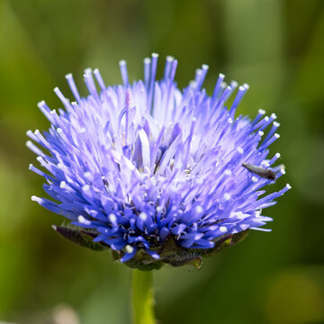 A flower of Sheep's-bit, (Jasione montana), west Cornwall, England, UK.