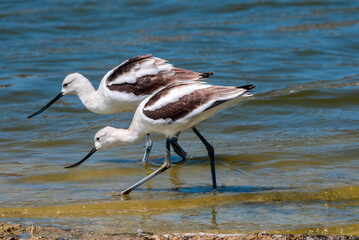 American Avocet (Recurvirostra americana) in Malibu Lagoon, California, USA