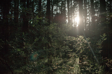 Obraz premium Forest at sunset. Forest landscape at sunset