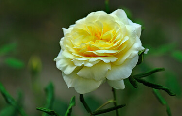 yellow rose flower