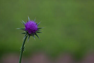 a beautiful purple thorn flower on a green background