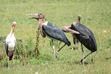 Birds from the Wild 