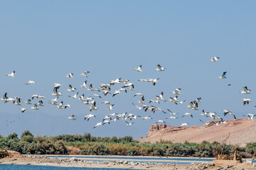 American White Pelican (Pelecanus erythrorhynchos) on Salton Sea, Imperial Valley, California, USA