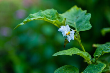 The White eggplant, eggplant, aubergine, guinea squash flower.