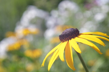 yellow flower in natural lighting