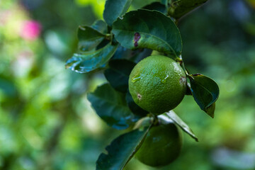 Fresh green lemon on lemon tree (Citrus medica) in the outdoor nature on a beautiful sky clouds day background