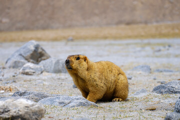 Himalayan marmot near Pangong Lake (Pangong Tso)