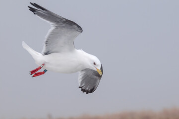 Red-legged Kittiwake (Rissa brevirostris) at St. George Island, Pribilof Islands, Alaska, USA