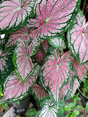 pink and green leaves