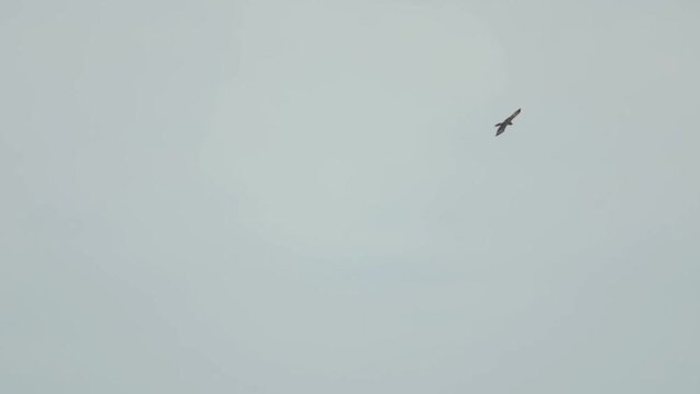 Greater Spotted Eagle glide over Koh Miang island