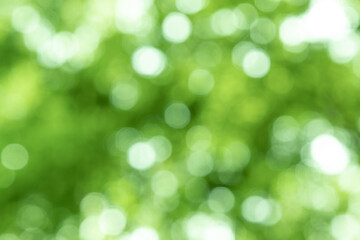 Fototapeta premium bokeh background tree leafes and sunlight